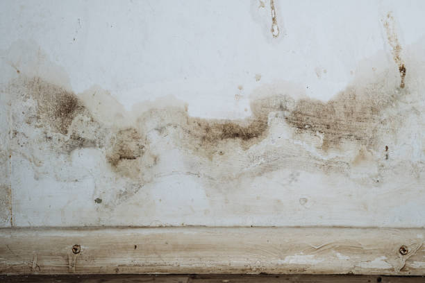 Forensic Mold Investigation in Henderson, TX